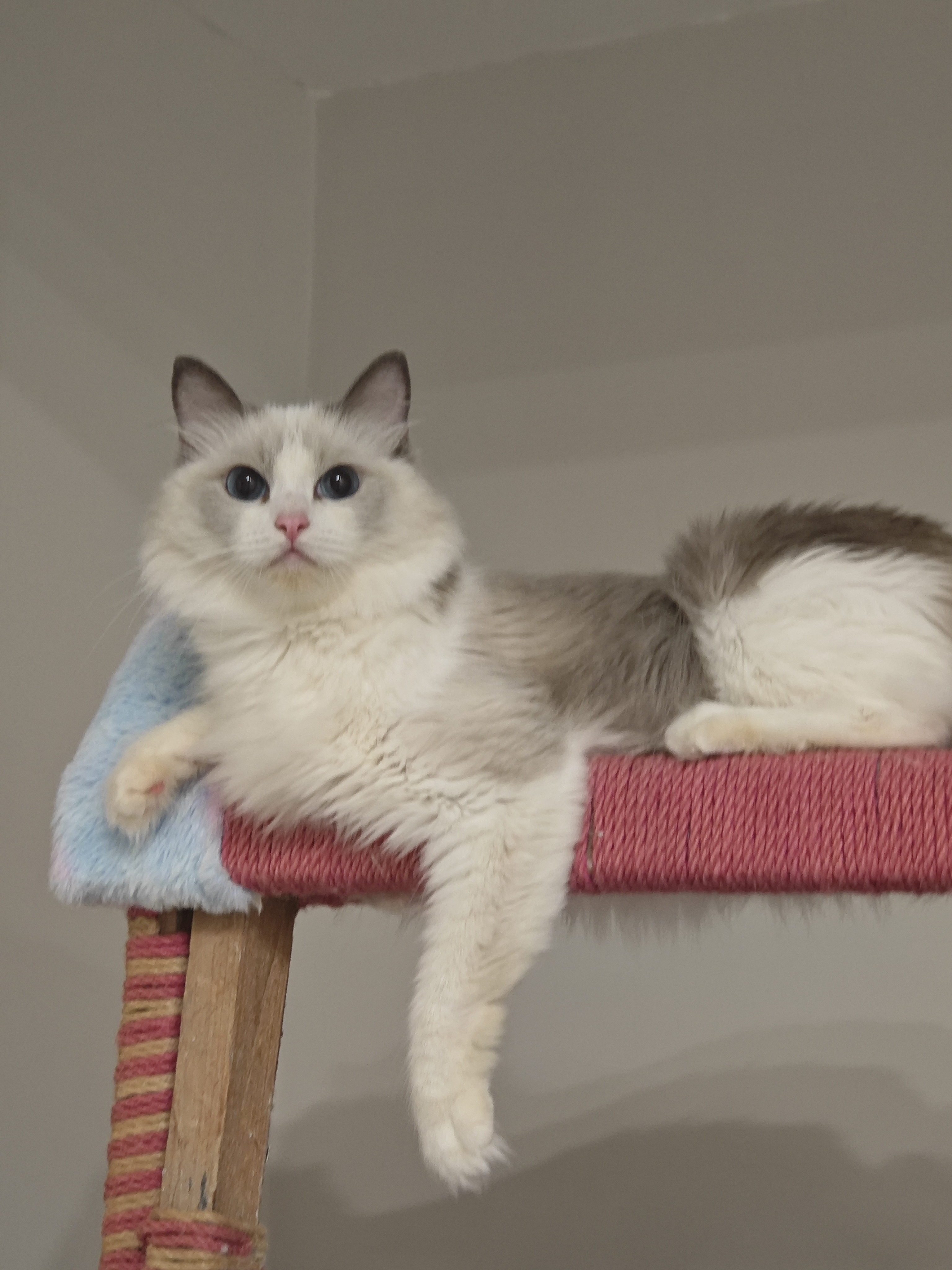 蓝双布偶猫妹妹